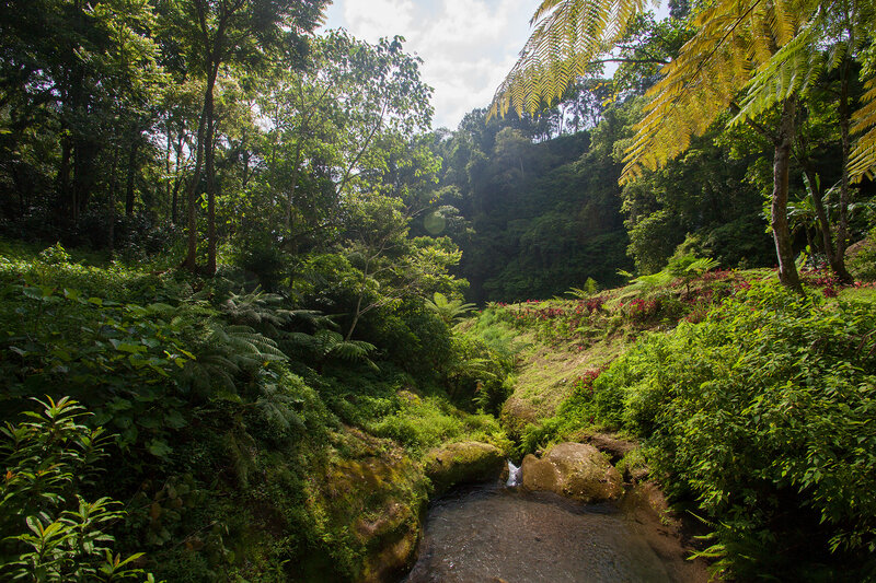 Stream in Tropical Forest — Green, Serene, Afternoon, Photograph, Trees, Ferns