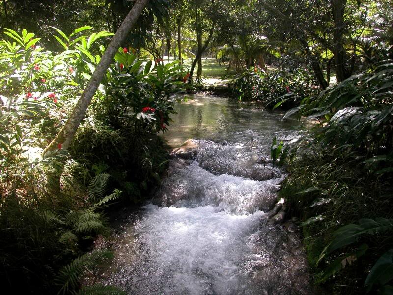 Stream in Tropical Forest — Green, Serene, Afternoon, Photograph, Trees