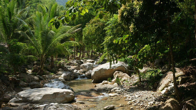 Stream in Tropical Forest — Green, Serene, Afternoon