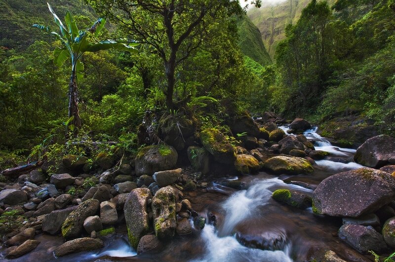 Stream in Tropical Forest — Green, Serene, Morning