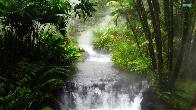 Stream in Tropical Forest — Green, Serene, Photograph, Plants