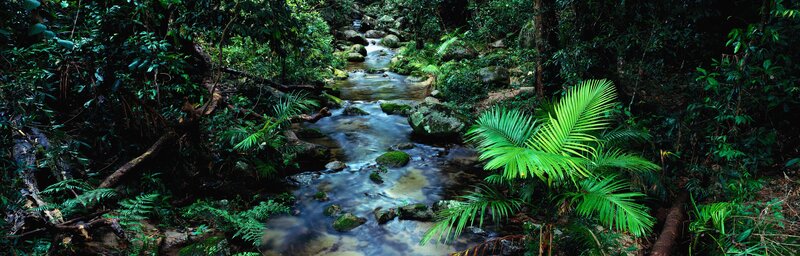 Stream in Tropical Forest — Green, Serene, Photograph, River