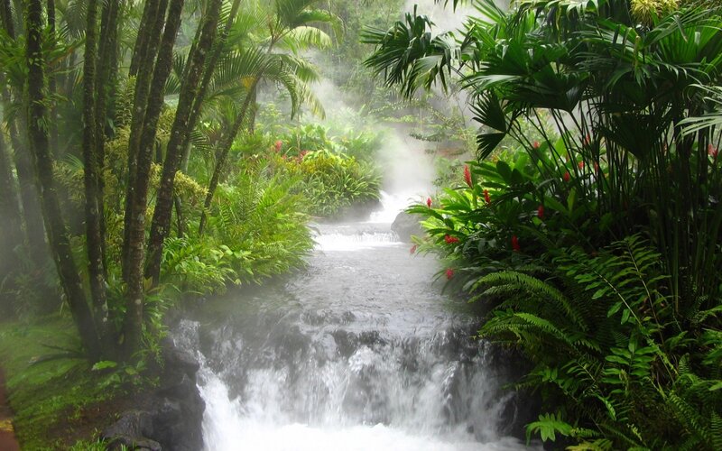 Stream in Tropical Forest — Green, Serene, Photograph
