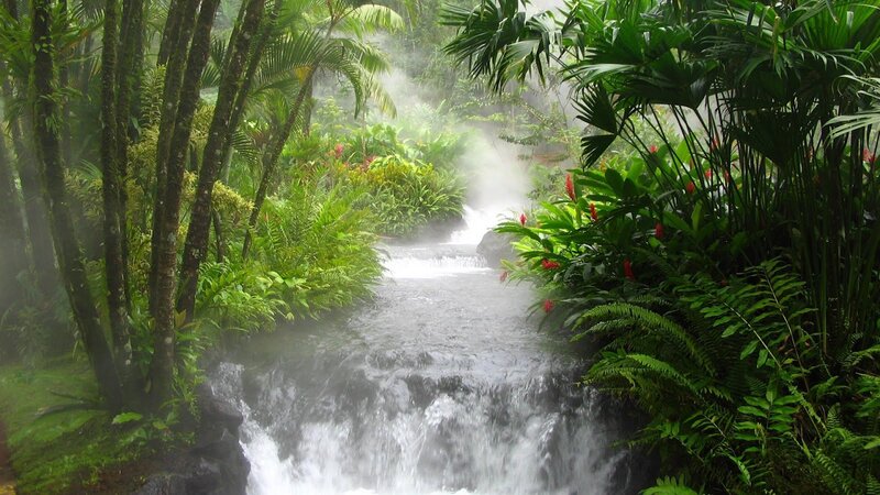 Stream in Tropical Forest — Green, Serene, Photograph, Trees