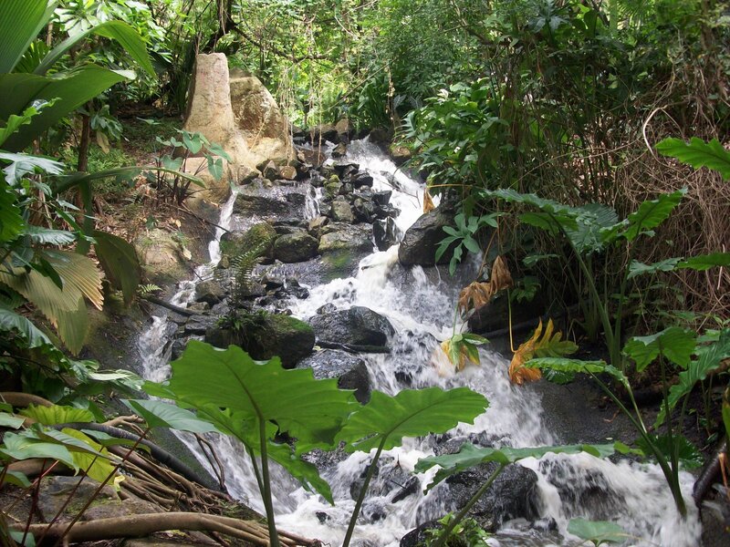 Stream in Tropical Forest — Green, Serene