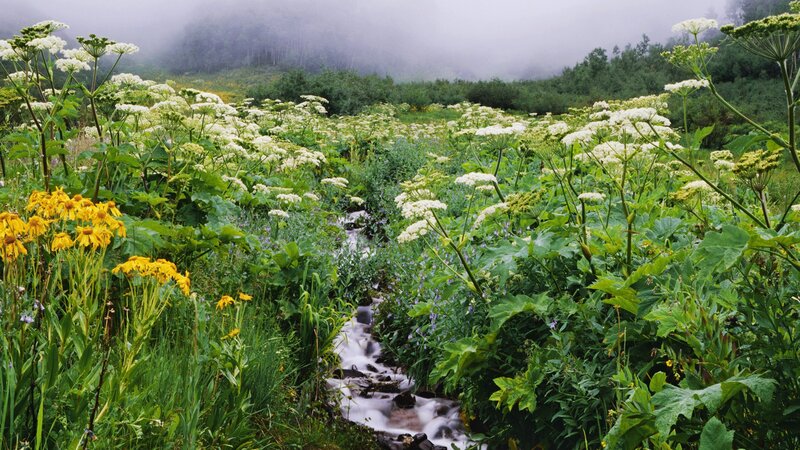 Stream in Wildflower Field