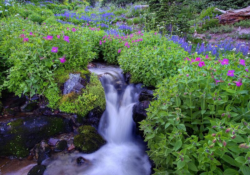 Stream in Wildflower Garden