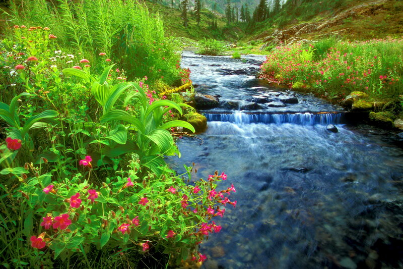 Stream in Wildflower Meadow — Green, Serene