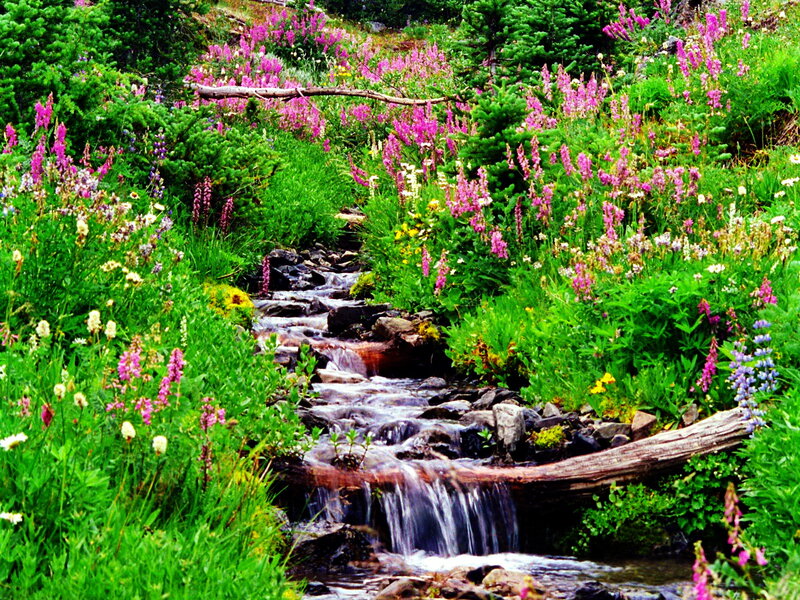 Stream in Wildflower Meadow — Green