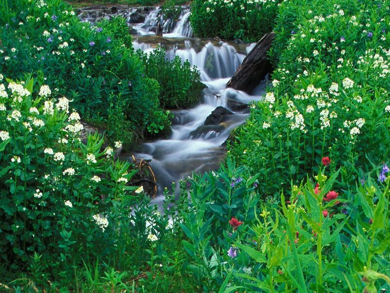 Stream in Wildflowers