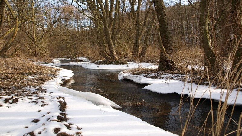 Stream in winter forest