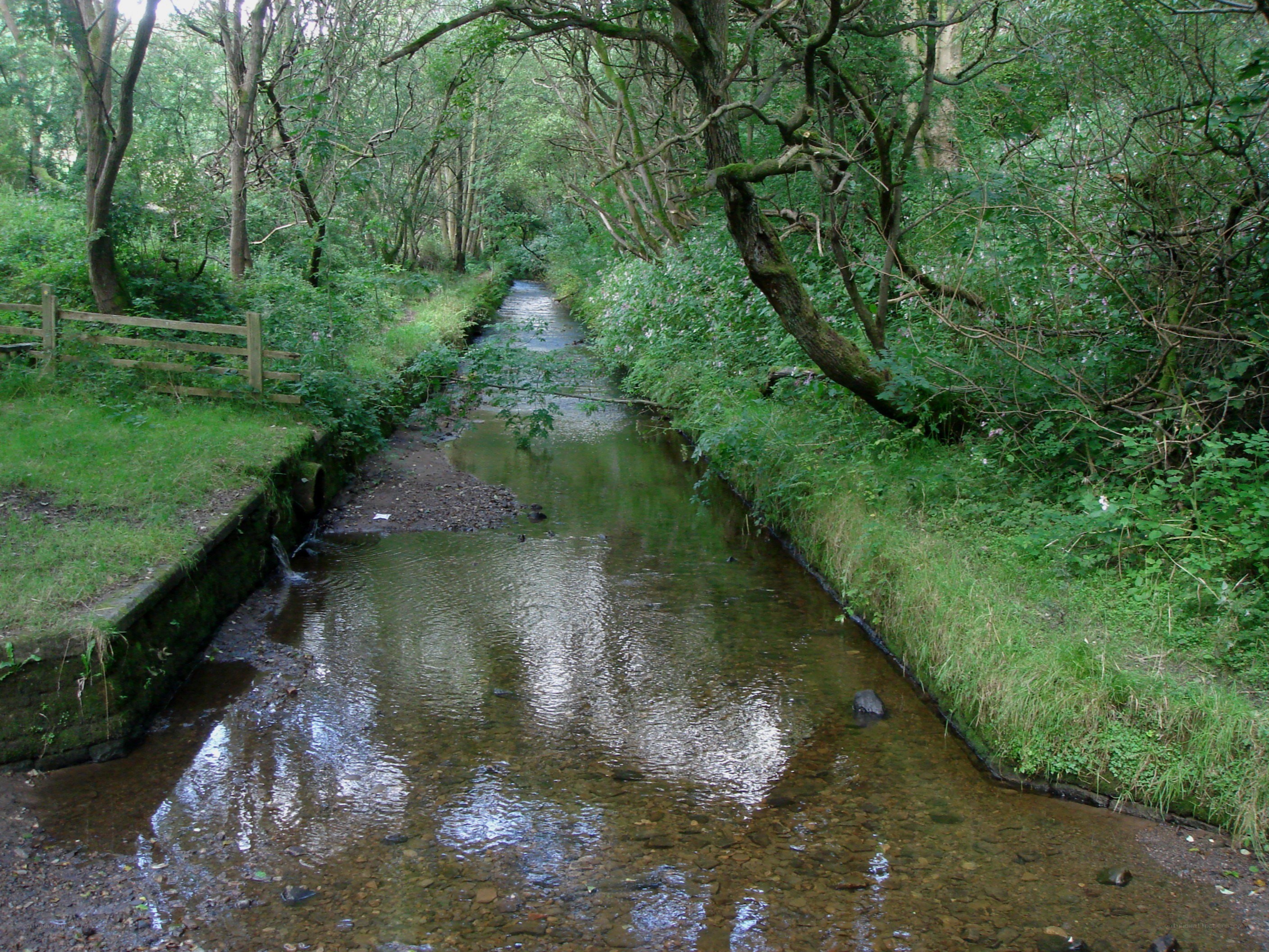 Stream in wooded area