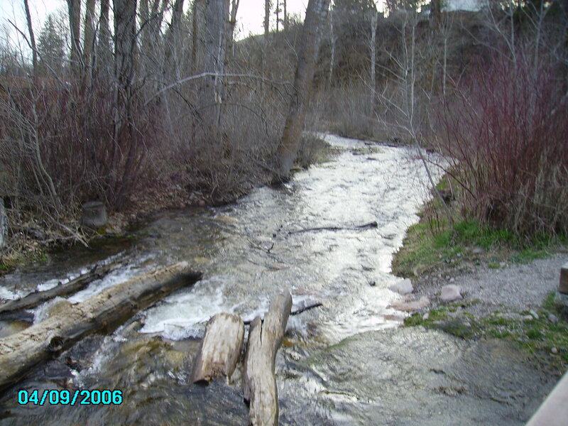 stream in wooded area