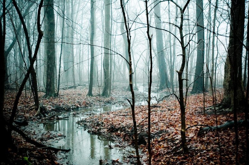 Stream in Wooded Area — Brown, Dreary