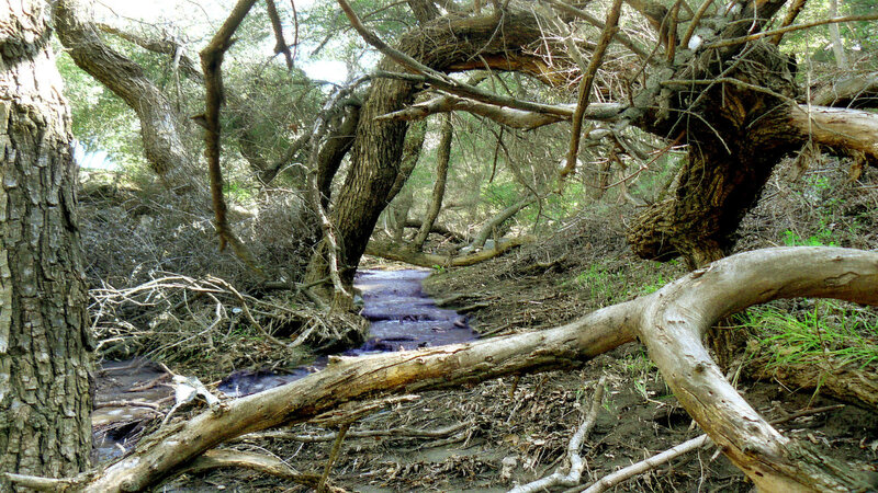 Stream in Wooded Area — Brown, Natural, Afternoon