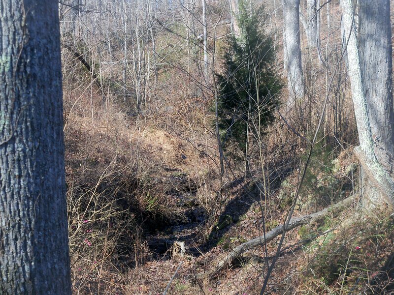 Stream in Wooded Area — Brown, Natural