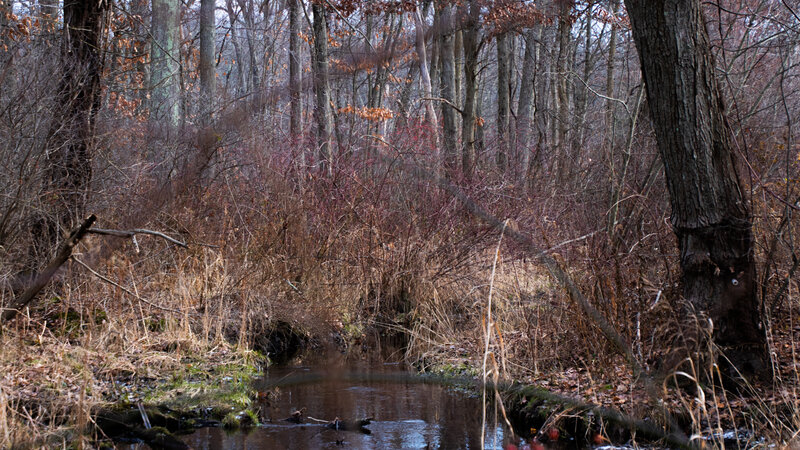 Stream in Wooded Area — Brown, Quiet