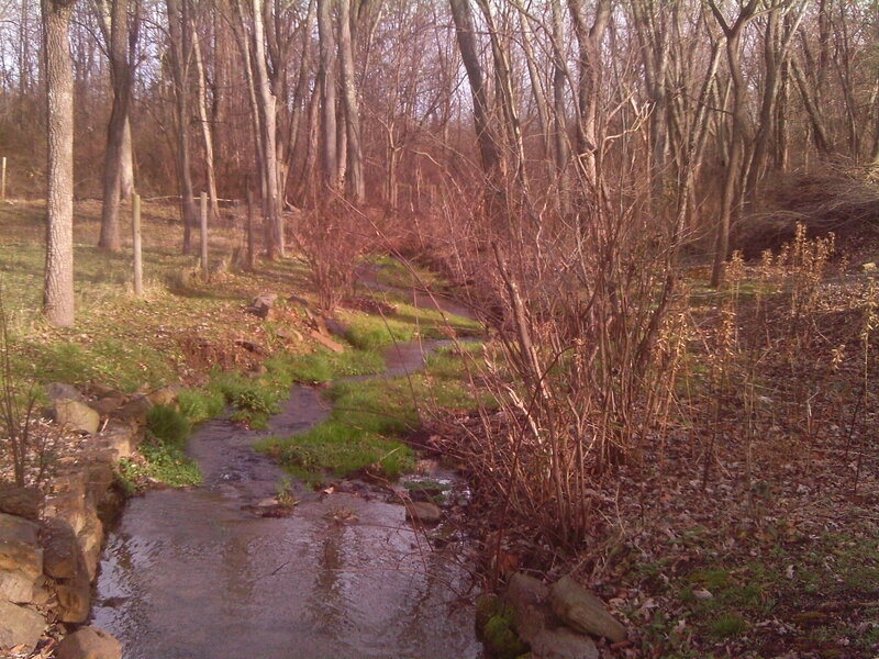 Stream in Wooded Area — Brown, Serene, Autumn, Photograph