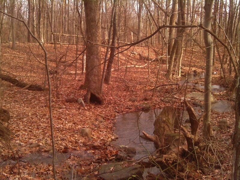 Stream in Wooded Area — Brown, Serene, Autumn