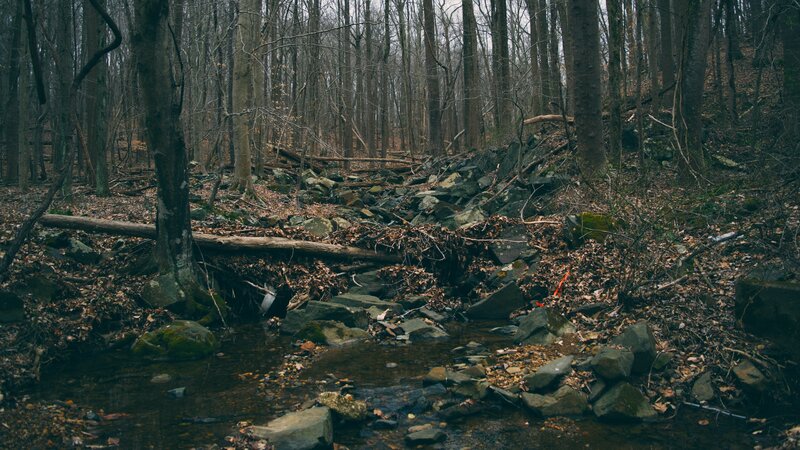 Stream in Wooded Area — Brown, Somber, Autumn