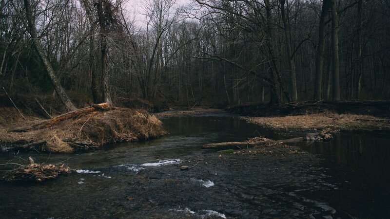 Stream in Wooded Area — Brown, Somber