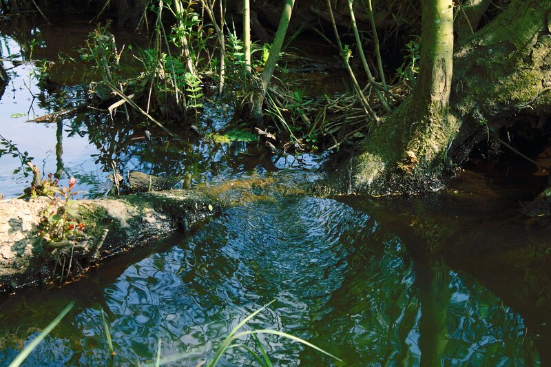 Stream in Wooded Area — Green, Natural