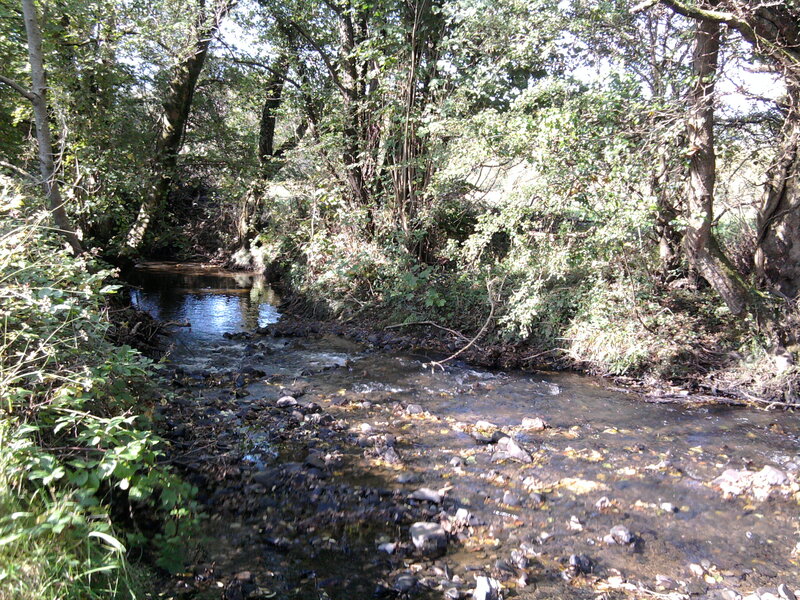 Stream in Wooded Area — Green, Serene, Afternoon, Photograph