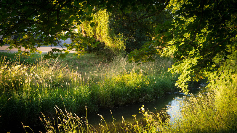 Stream in Wooded Area — Green, Serene, Afternoon, Photograph, Trees, Grass, River