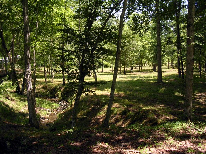 Stream in Wooded Area — Green, Serene, Afternoon, Photograph, Trees, Grass