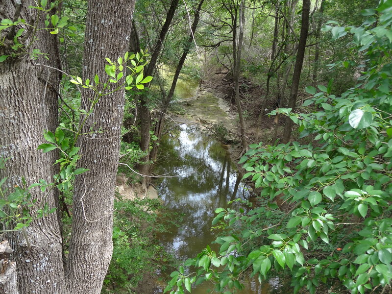 Stream in Wooded Area — Green, Serene, Afternoon, Photograph, Trees, River