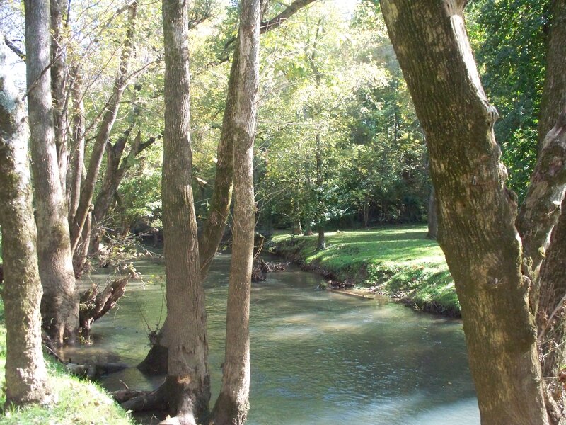Stream in Wooded Area — Green, Serene, Afternoon, Photograph, Trees
