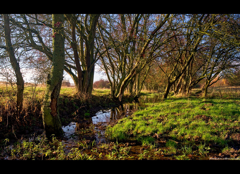 Stream in Wooded Area — Green, Serene, Autumn, Photograph, Trees