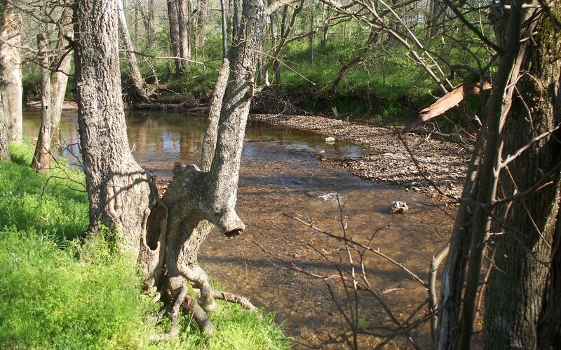 Stream in Wooded Area — Green, Serene, Spring, Photograph
