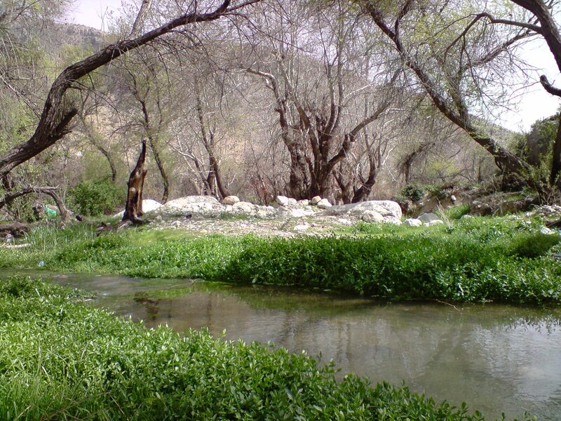Stream in Wooded Area — Green, Serene, Spring