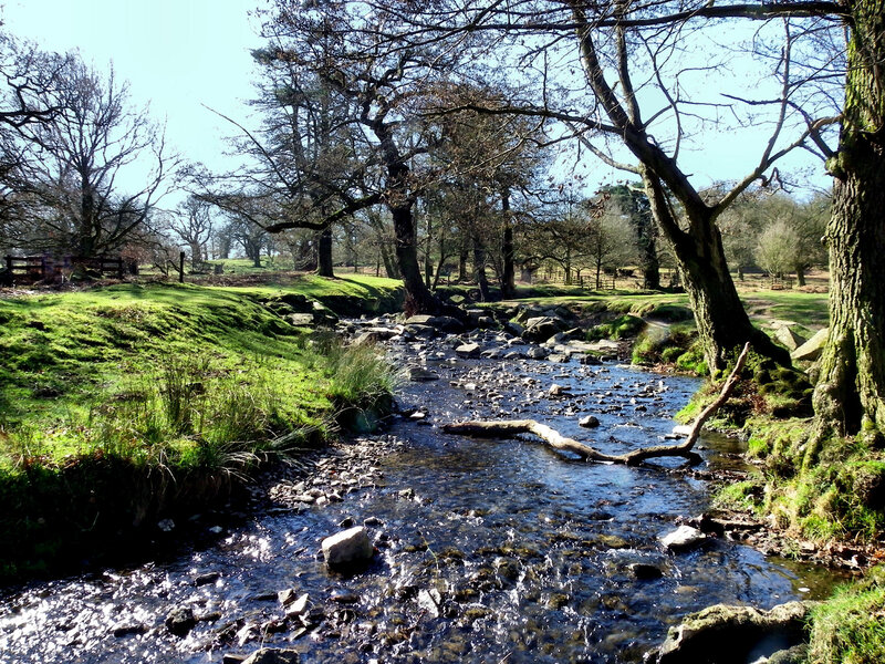 Stream in Wooded Area — Green, Serene