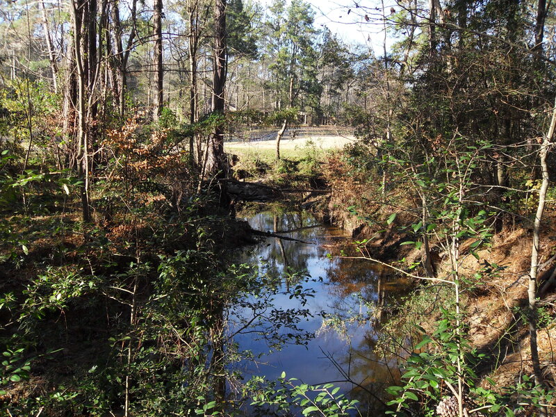 Stream in wooded area