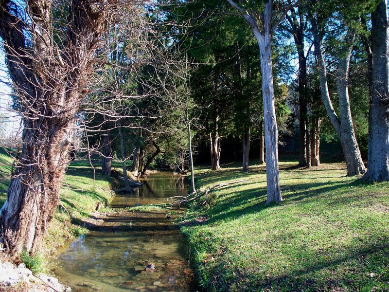 Stream in Wooded Park