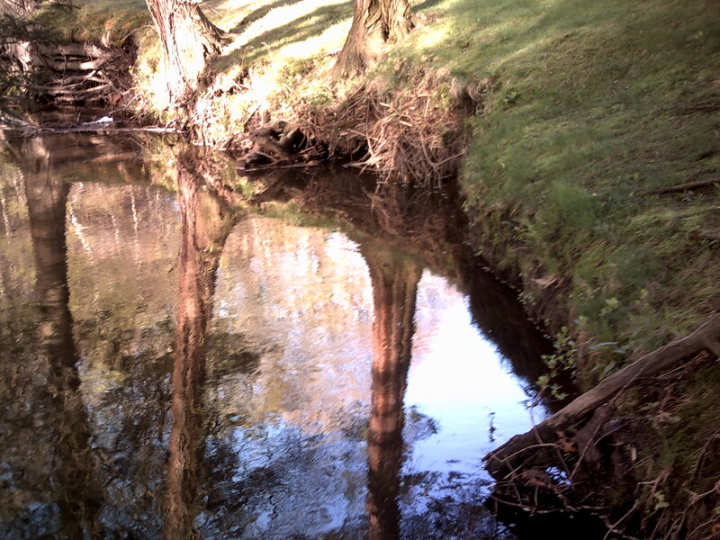 Stream reflecting trees