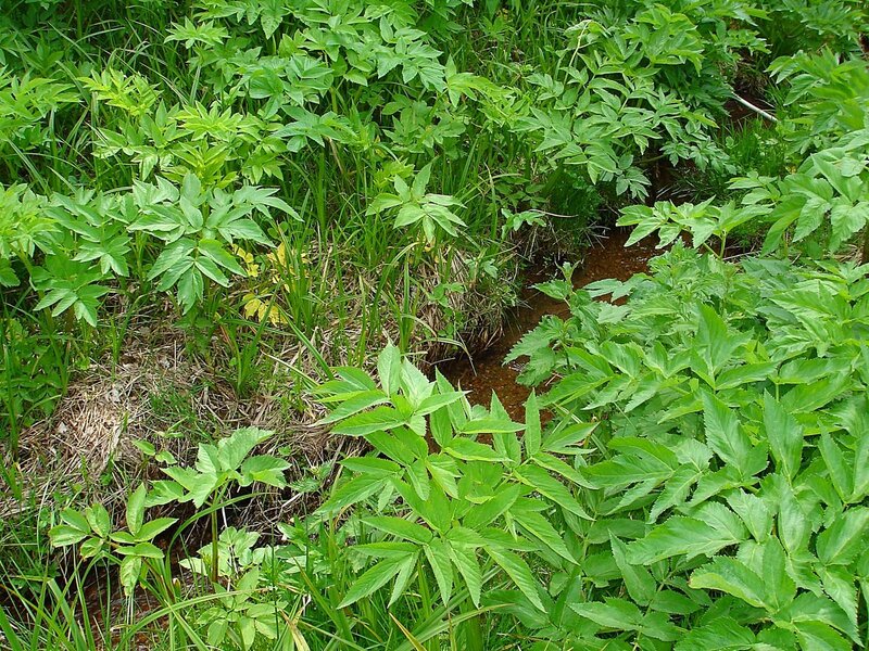 Stream surrounded by green plants
