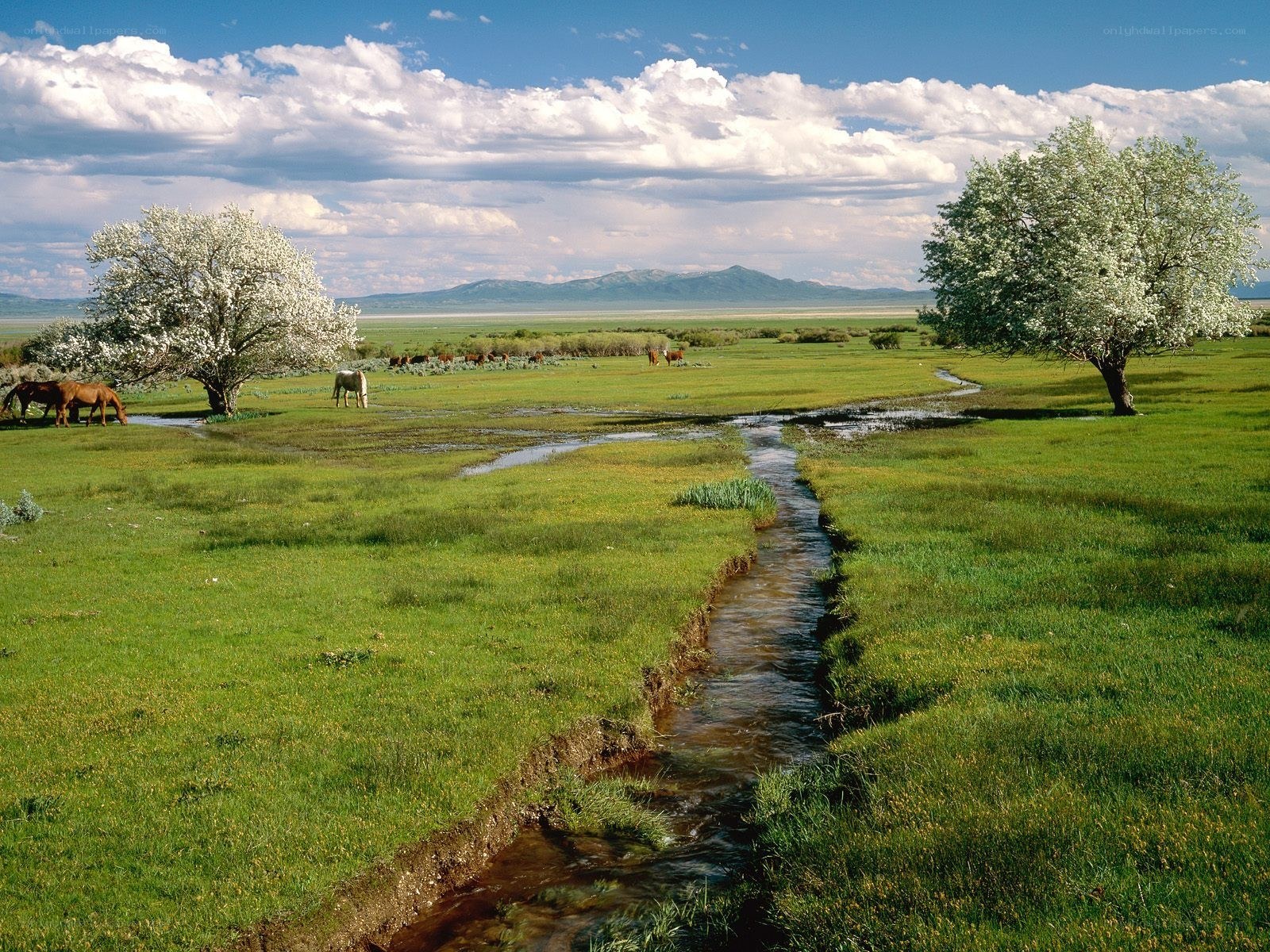 Stream through a green meadow
