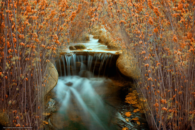 Stream Through Autumn Foliage