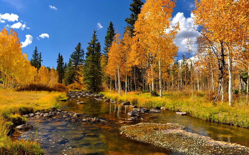 Stream Through Autumn Forest — Blue, Serene
