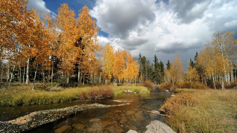Stream Through Autumn Forest — Orange, Dramatic