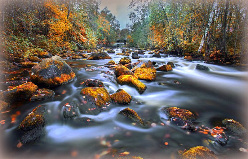 Stream Through Autumn Forest — Orange
