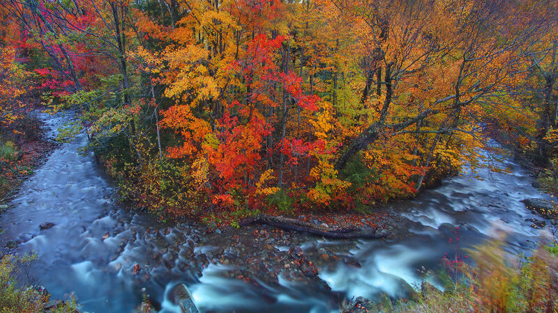 Stream Through Autumn Forest — Red, Serene