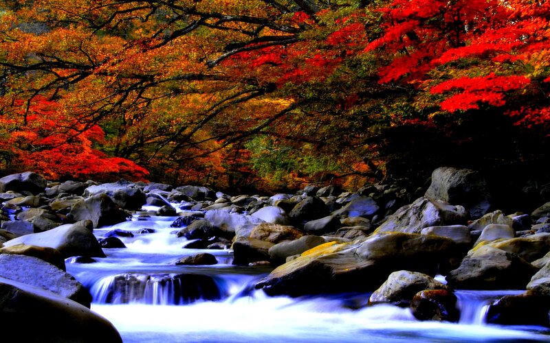 Stream Through Autumn Forest — Red