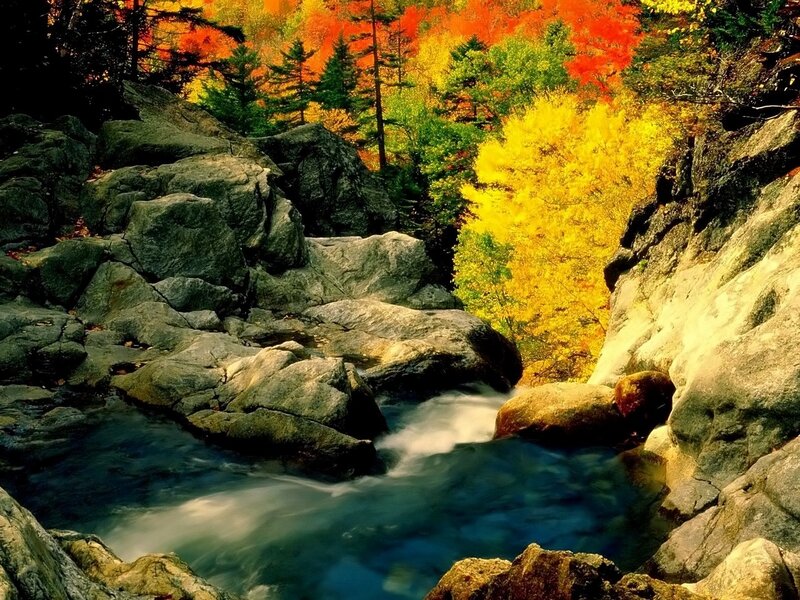 Stream Through Autumn Forest
