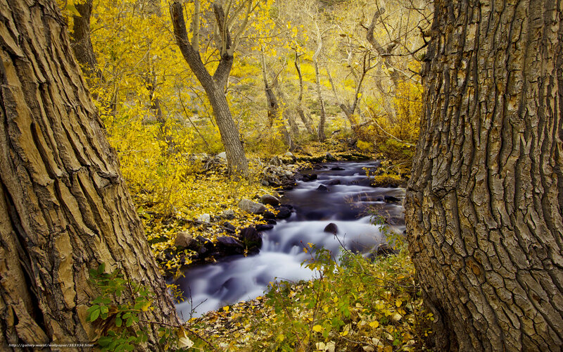 Stream Through Autumn Forest — Yellow