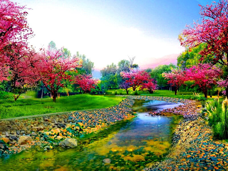 Stream Through Cherry Trees