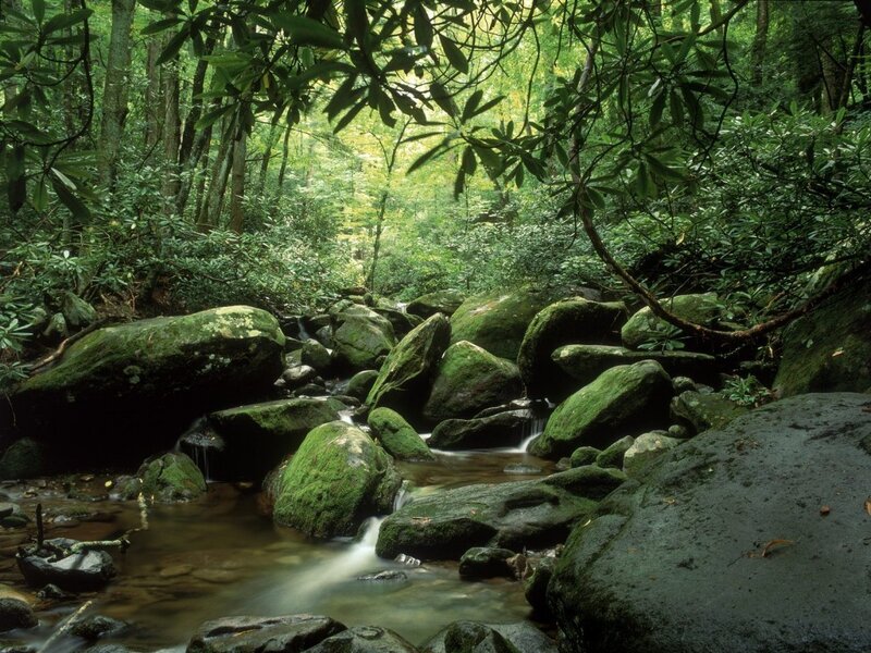 Stream Through Forest — Green, Serene, Afternoon, Photograph, Rocks, Moss